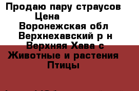 Продаю пару страусов › Цена ­ 40 000 - Воронежская обл., Верхнехавский р-н, Верхняя Хава с. Животные и растения » Птицы   